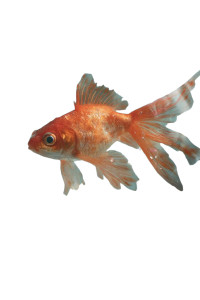 Cute Goldfish Ball Vinyl Car Decal Sticker – Waterproof & UV-Resistant 