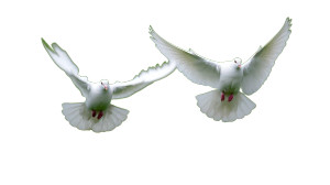 White Doves Flying V2 Vinyl Car Decal Sticker – Waterproof & UV-Resistant White Doves Flying V2 Vinyl Car Decal Sticker – Waterproof & UV-Resistant