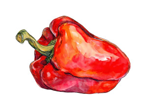 Red Paprika Illustration Vinyl Car Decal Sticker – Waterproof & UV-Resistant 