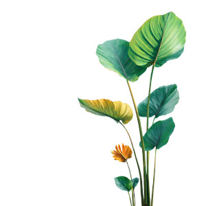 Tropical Plants Vinyl Car Decal Sticker – Waterproof & UV-Resistant 