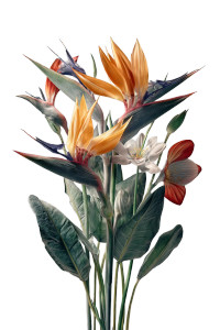 Bouquet Bird Of Paradise Vinyl Car Decal Sticker – Waterproof & UV-Resistant Bouquet Bird Of Paradise Vinyl Car Decal Sticker – Waterproof & UV-Resistant