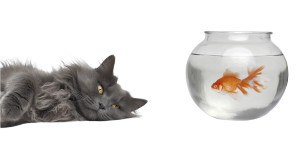 Fluffy Gray Cat V3 Vinyl Car Decal Sticker – Waterproof & UV-Resistant 