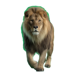 Male Lion Walking Vinyl Car Decal Sticker – Waterproof & UV-Resistant Male Lion Walking Vinyl Car Decal Sticker – Waterproof & UV-Resistant