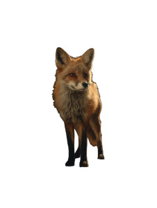 Clever Wild Fox Vinyl Car Decal Sticker – Waterproof & UV-Resistant 