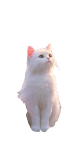 Elegant White Cat Vinyl Car Decal Sticker – Waterproof & UV-Resistant 