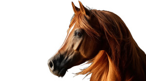 Arabian Horse Stallion Vinyl Car Decal Sticker – Waterproof & UV-Resistant  Arabian Horse Stallion Vinyl Car Decal Sticker – Waterproof & UV-Resistant