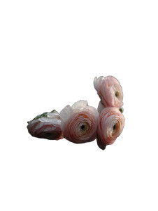 Pink Ranunculus Bouquet Vinyl Car Decal Sticker – Waterproof & UV-Resistant 