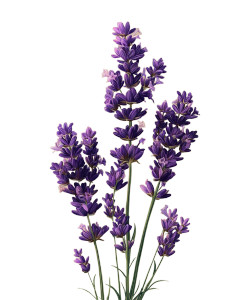 Lavender Stems Vinyl Car Decal Sticker – Waterproof & UV-Resistant 