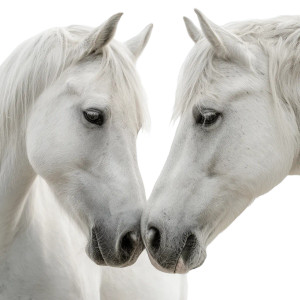 Affectionate Horses Vinyl Car Decal Sticker – Waterproof & UV-Resistant 