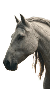 White Horse Close-Up Vinyl Car Decal Sticker – Waterproof & UV-Resistant 