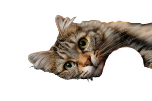 Fluffy Cat Cuddles Vinyl Car Decal Sticker – Waterproof & UV-Resistant 