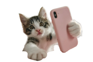 Selfie Kitty Vinyl Car Decal Sticker – Waterproof & UV-Resistant 