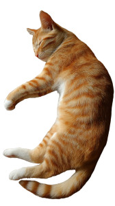 Sleeping Tabby Cat V6 Vinyl Car Decal Sticker – Waterproof & UV-Resistant 