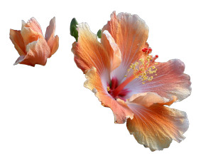 Altered Hibiscus Flower Vinyl Car Decal Sticker – Waterproof & UV-Resistant 