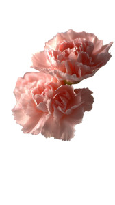 Pink Carnations Bloom V2 Vinyl Car Decal Sticker – Waterproof & UV-Resistant 