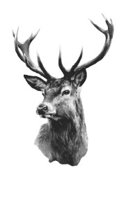 Stag Head Vinyl Car Decal Sticker – Waterproof & UV-Resistant 
