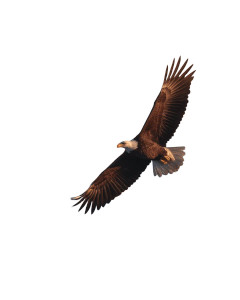 Bald Eagle Flight V2 Vinyl Car Decal Sticker – Waterproof & UV-Resistant Bald Eagle Flight V2 Vinyl Car Decal Sticker – Waterproof & UV-Resistant