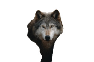 Wolf In Disguise V4 Vinyl Car Decal Sticker – Waterproof & UV-Resistant 