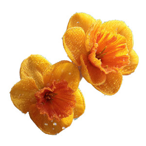 Yellow Daffodils Dew Vinyl Car Decal Sticker – Waterproof & UV-Resistant Yellow Daffodils Dew Vinyl Car Decal Sticker – Waterproof & UV-Resistant