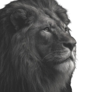 Lion V3 Vinyl Car Decal Sticker – Waterproof & UV-Resistant Lion V3 Vinyl Car Decal Sticker – Waterproof & UV-Resistant