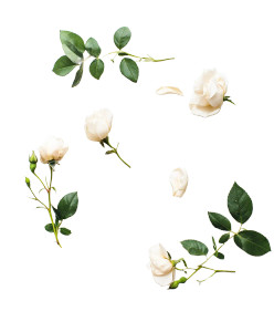 Beige Rose Flowers Vinyl Car Decal Sticker – Waterproof & UV-Resistant 