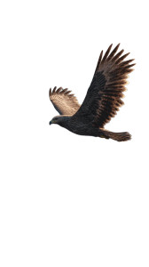 Grey Eagle Flying Vinyl Car Decal Sticker – Waterproof & UV-Resistant 