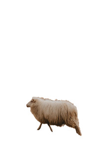 White Sheep Meadow Vinyl Car Decal Sticker – Waterproof & UV-Resistant  White Sheep Meadow Vinyl Car Decal Sticker – Waterproof & UV-Resistant