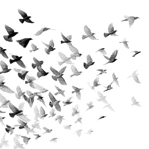 Flock Of Birds V3 Vinyl Car Decal Sticker – Waterproof & UV-Resistant Flock Of Birds V3 Vinyl Car Decal Sticker – Waterproof & UV-Resistant