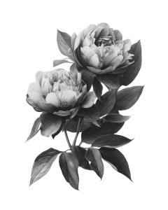 Peony Flowers Drawing Vinyl Car Decal Sticker – Waterproof & UV-Resistant Peony Flowers Drawing Vinyl Car Decal Sticker – Waterproof & UV-Resistant