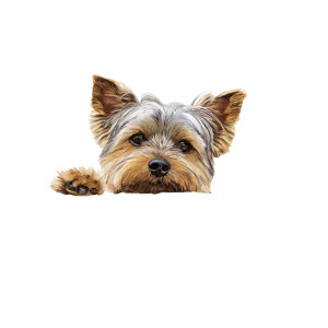 Yorkshire Terrier Vinyl Car Decal Sticker – Waterproof & UV-Resistant Yorkshire Terrier Vinyl Car Decal Sticker – Waterproof & UV-Resistant