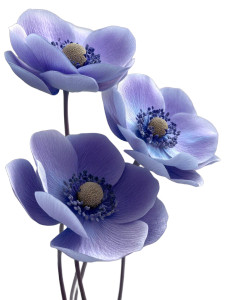 Blueish Anemone Flowers Vinyl Car Decal Sticker – Waterproof & UV-Resistant 