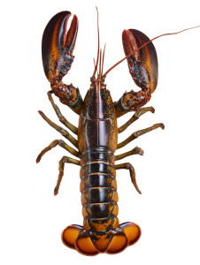 Beautiful Lobster Vinyl Car Decal Sticker – Waterproof & UV-Resistant Beautiful Lobster Vinyl Car Decal Sticker – Waterproof & UV-Resistant