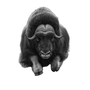 Charging Musk Ox Vinyl Car Decal Sticker – Waterproof & UV-Resistant Charging Musk Ox Vinyl Car Decal Sticker – Waterproof & UV-Resistant