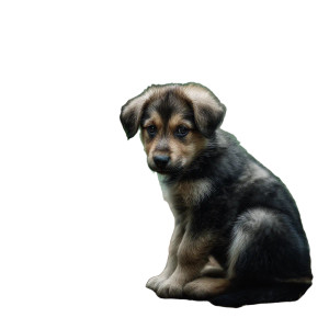 Sad Lost Puppy Vinyl Car Decal Sticker – Waterproof & UV-Resistant 