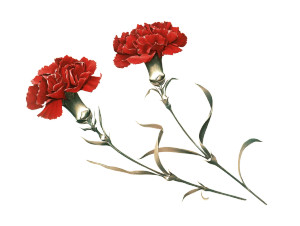 Red Carnations Postcard Vinyl Car Decal Sticker – Waterproof & UV-Resistant 