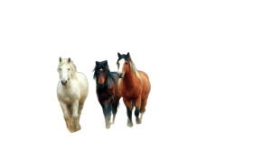 Wild Horses Vinyl Car Decal Sticker – Waterproof & UV-Resistant Wild Horses Vinyl Car Decal Sticker – Waterproof & UV-Resistant