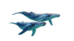 Majestic Humpback Whales Vinyl Car Decal Sticker – Waterproof & UV-Resistant 
