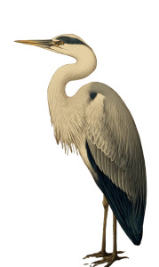 Heron Illustration Vinyl Car Decal Sticker – Waterproof & UV-Resistant 