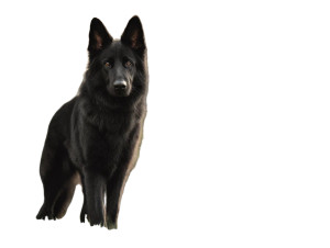 Guardian German Shepherd Vinyl Car Decal Sticker – Waterproof & UV-Resistant 