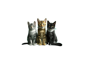 Cute Kittens On Sofa Vinyl Car Decal Sticker – Waterproof & UV-Resistant 
