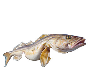 Excited Fisherman Cod Vinyl Car Decal Sticker – Waterproof & UV-Resistant 