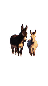 Happy Donkeys Vinyl Car Decal Sticker – Waterproof & UV-Resistant Happy Donkeys Vinyl Car Decal Sticker – Waterproof & UV-Resistant