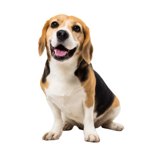 Happy Beagle V2 Vinyl Car Decal Sticker – Waterproof & UV-Resistant 
