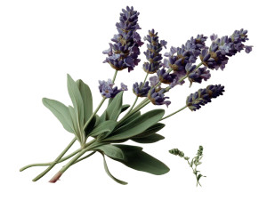 Lavender Scientific Drawing Vinyl Car Decal Sticker – Waterproof & UV-Resistant Lavender Scientific Drawing Vinyl Car Decal Sticker – Waterproof & UV-Resistant
