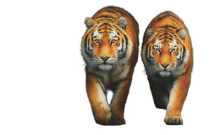 Modern Tiger Painting Vinyl Car Decal Sticker – Waterproof & UV-Resistant 