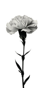 Carnation Flower V2 Vinyl Car Decal Sticker – Waterproof & UV-Resistant 