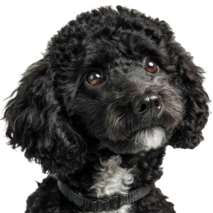 Black Poodle Vinyl Car Decal Sticker – Waterproof & UV-Resistant  Black Poodle Vinyl Car Decal Sticker – Waterproof & UV-Resistant