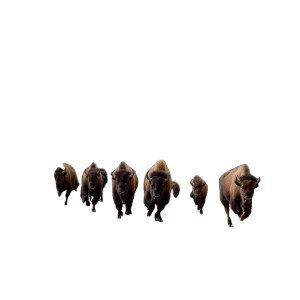 Bison Stampede Vinyl Car Decal Sticker – Waterproof & UV-Resistant Bison Stampede Vinyl Car Decal Sticker – Waterproof & UV-Resistant