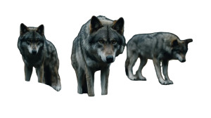 Wolves Vinyl Car Decal Sticker – Waterproof & UV-Resistant Wolves Vinyl Car Decal Sticker – Waterproof & UV-Resistant