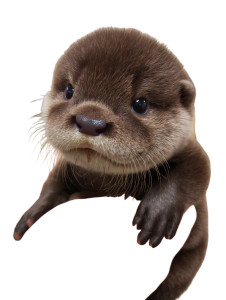 Cute Anime Otter Baby Vinyl Car Decal Sticker – Waterproof & UV-Resistant 